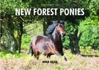 Spirit of New Forest Ponies