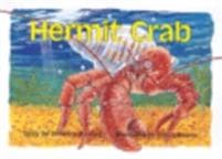 Hermit crab