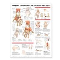 Anatomy and Injuries of the Hand and Wrist Anatomical Chart