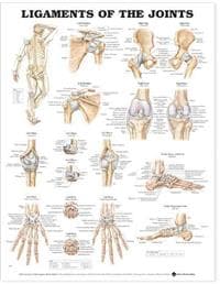 Ligaments of the Joints Anatomical Chart 9781587794667 CDON