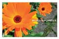 Miniatyrbillede 2 af 2: Medisinplanter