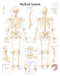 Skeletal System Laminated Poster
