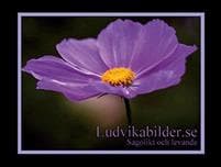 Ludvikabilder.se - Sagolikt och levande