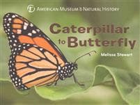 Caterpillar to Butterfly