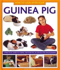 How to Look After Your Guinea Pig