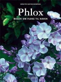 Phlox
