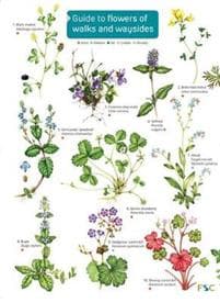 Guide to flowers of walks and waysides