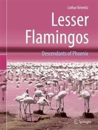 Lesser Flamingos
