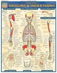 Muscular Origins & Insertions