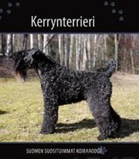 Kerrynterrieri