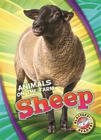 Sheep