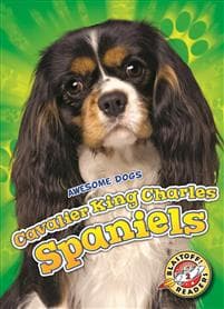 Cavalier King Charles Spaniels