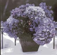 Hydrangea Memo Cube Plus Greeting Cards and Envelope