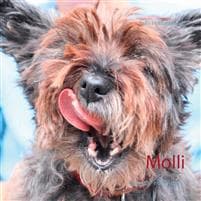 Molli