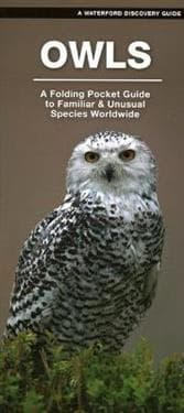 Owls
