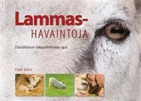 Lammashavaintoja