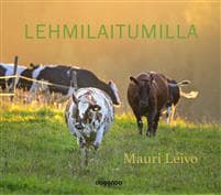 Lehmilaitumilla