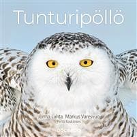 Tunturipöllö