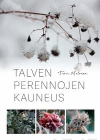 Talven perennojen kauneus