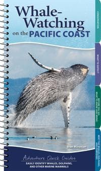 Whale Watching on the Pacific Coast