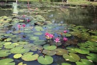 Gardens of Sri Lanka