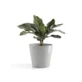 Miniatyrbild 3 av 4: ECOPOTS VASO AMSTERDAM 40x36CM GRIGIO CHIARO CON RISERVA ACQUA