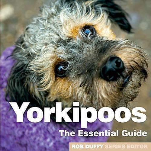 Yorkipoos: Essential Guide