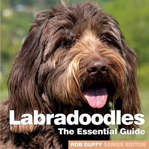 Labradoodles: Essential Guide