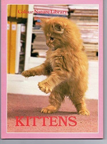Kittens - 3