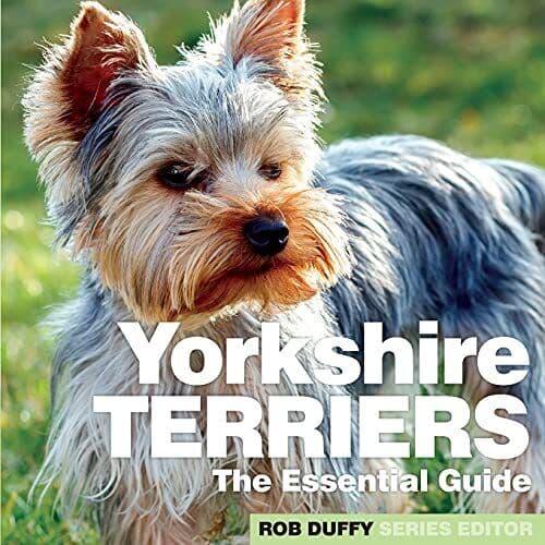 Yorkshire Terriers: Essential Guide