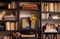 Miniatyrbild 8 av 8: LEGO STAR WARS 75398 C-3PO