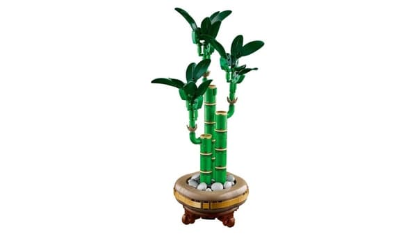 LEGO BOTANICALS 10344 Dracaena sandera