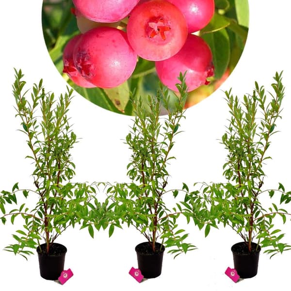 Sæt med 3 'Pink Lemonade' - Pink blåbær - Højde +70 cm - 2 liters potte - Vaccinium corymbosum