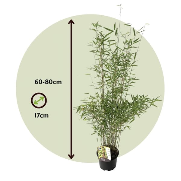 Sort bambus - Sæt med 6 - Fargesia nitida 'Red Dragon' - Højde 60-80cm - ⌀17cm