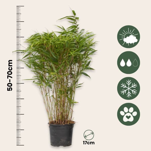Sort bambus - Sæt med 4 - Fargesia nitida 'Gansu' - Højde 50-70cm - ⌀17cm