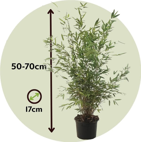 Sort bambus - Sæt med 6 - Fargesia nitida 'Gansu' - Højde 50-70cm - ⌀17cm
