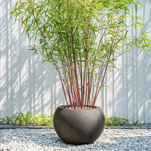 Rød bambus - Sæt 3 - Fargesia scabrida 'Asian Wonder' - Højde 25-40cm - ⌀13cm