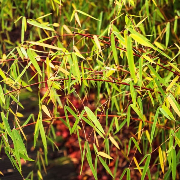 Rød bambus - Sæt 3 - Fargesia scabrida 'Asian Wonder' - Højde 25-40cm - ⌀13cm