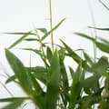 Miniatyrbild 3 av 4: Rufa-bambu - Set om 6 - Fargesia scabrida 'Asian Wonder' - Höjd 25-40cm - ⌀13cm