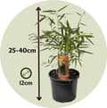 Miniatyrbild 2 av 4: Rufa-bambu - Set om 6 - Fargesia scabrida 'Asian Wonder' - Höjd 25-40cm - ⌀13cm