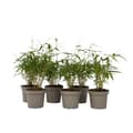 Miniatyrbild 1 av 4: Rufa-bambu - Set om 6 - Fargesia scabrida 'Asian Wonder' - Höjd 25-40cm - ⌀13cm