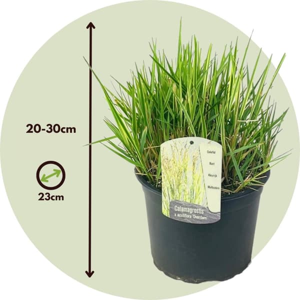 Sulkasaraheinä - Calamagrostis acutiflora x 'Overdam' - Korkeus 20-30cm - ⌀23cm