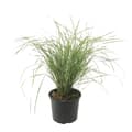 Pikkukuva 1 / 3: Sulkasaraheinä - Calamagrostis acutiflora x 'Overdam' - Korkeus 20-30cm - ⌀23cm