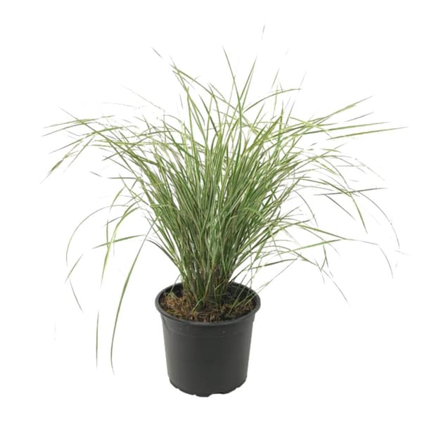Rörgräs - Calamagrostis acutiflora x 'Overdam' - Höjd 20-30cm - ⌀23cm