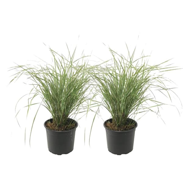 Rörgräs - Set om 2 - Calamagrostis acutiflora x 'Overdam' - Höjd 20-30cm - ⌀23cm