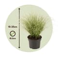 Miniatyrbillede 2 af 2: Star - Sæt med 6 - Carex 'Amazon Mist' - Højde 15-25cm - ⌀11cm