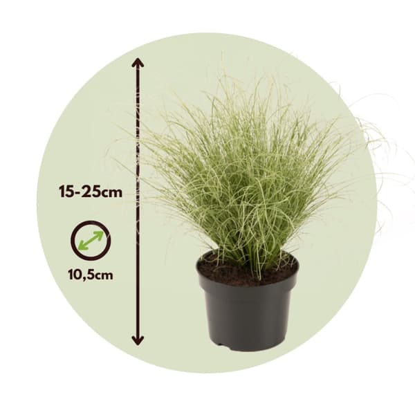 Star - Sæt med 6 - Carex 'Amazon Mist' - Højde 15-25cm - ⌀11cm