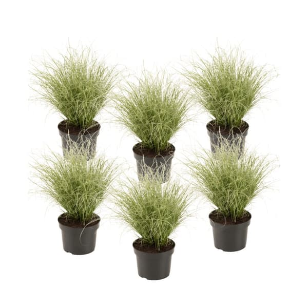 Hirsstarr - Set om 6 - Carex 'Amazon Mist' - Höjd 15-25cm - ⌀10,5cm Hirsstarr - Set om 6 - Carex 'Amazon Mist' - Höjd 15-25cm - ⌀10,5cm