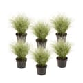 Miniatyrbillede 1 af 2: Star - Sæt med 6 - Carex 'Amazon Mist' - Højde 15-25cm - ⌀11cm