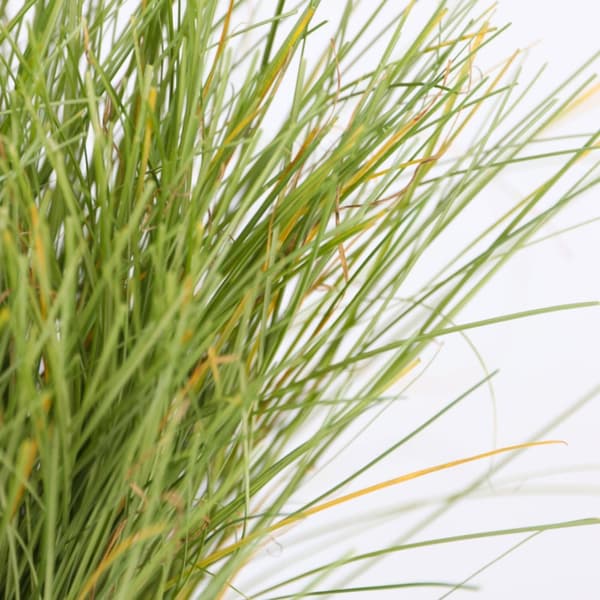 Hirsstarr - Set om 6 - Carex 'Amazon Mist' - Höjd 15-25cm - ⌀10,5cm